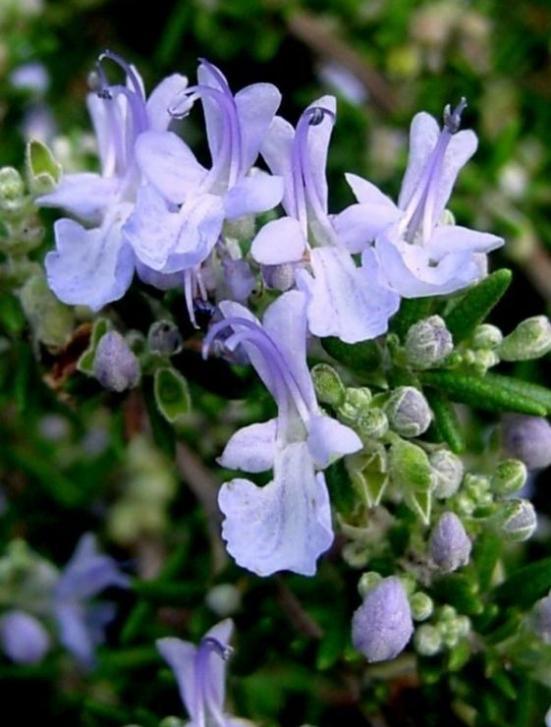 迷迭香花朵图片