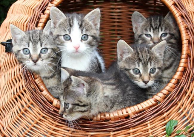 可爱灰色小猫图片