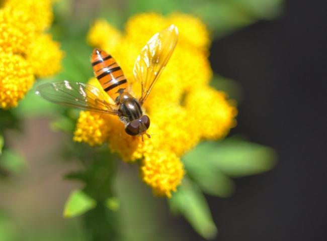 色彩鲜艳的百花蜜蜂图片