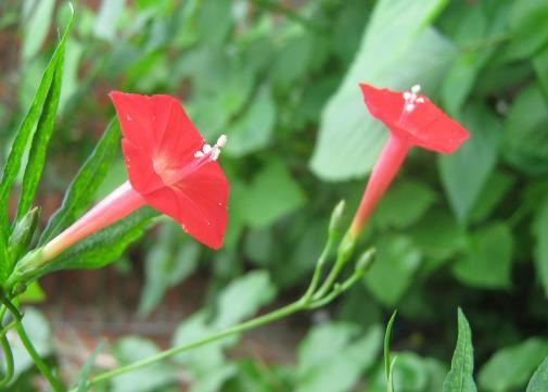 橙红茑萝花图片