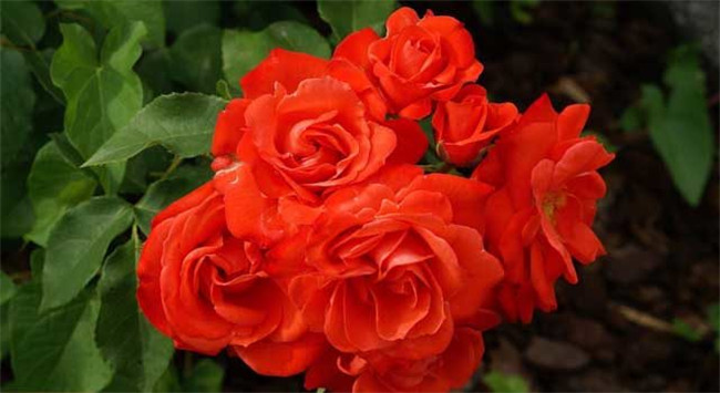 玫瑰花