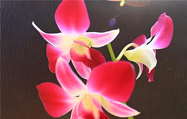 父亲节之花——石斛兰