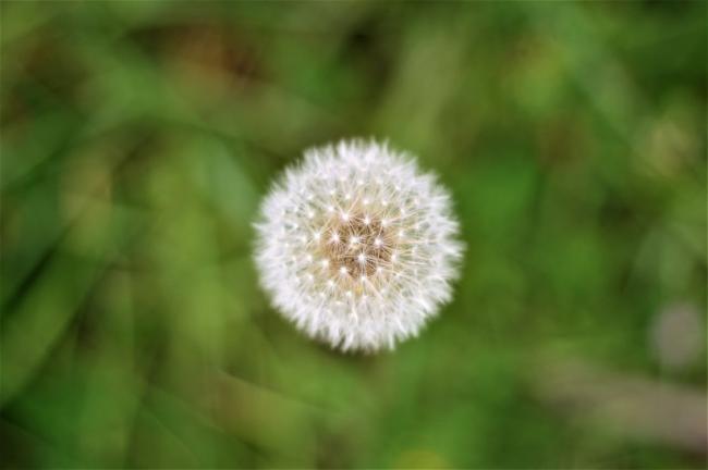 白色蒲公英花朵图片