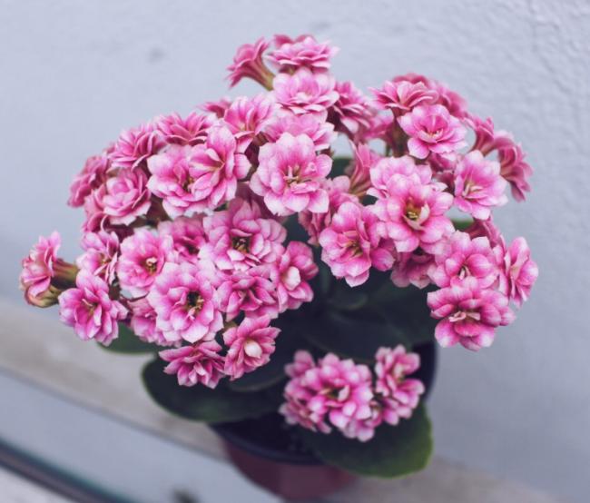 长寿花图片