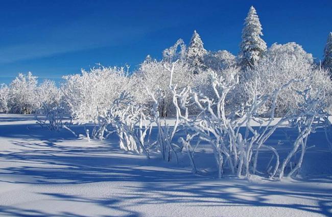 玉树琼枝美丽雪景图片