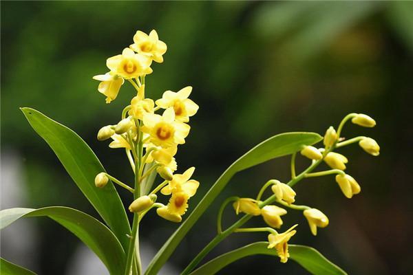 父亲节之花——石斛兰