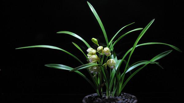 夜色碧兰