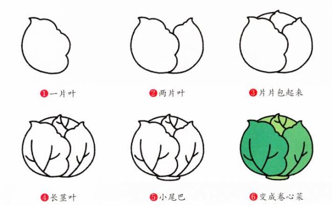 卷心菜简笔画图片