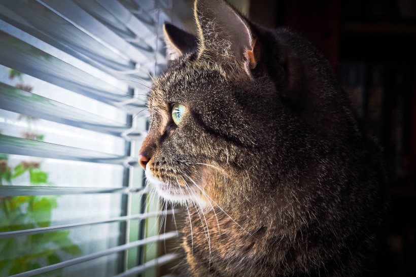 可爱的小猫咪侧脸图片