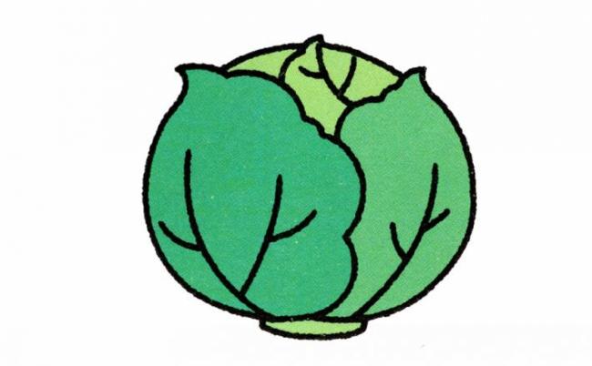 卷心菜简笔画图片