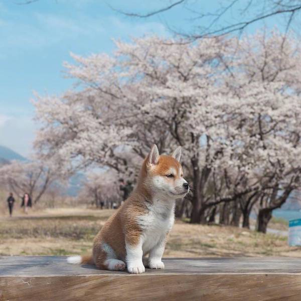 萌萌的柴犬图片