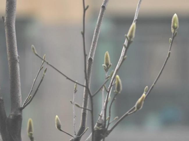 白色的玉兰花图片