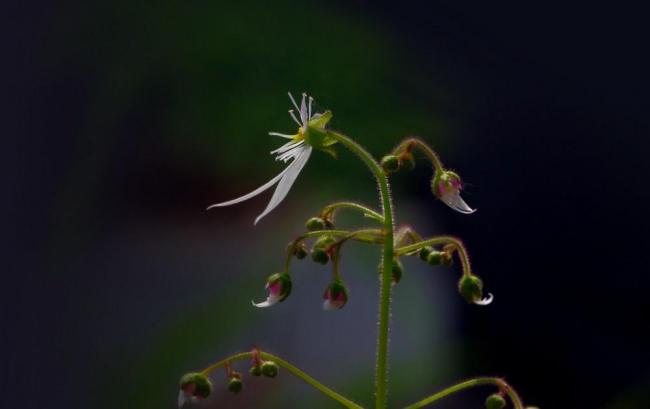 虎耳草图片