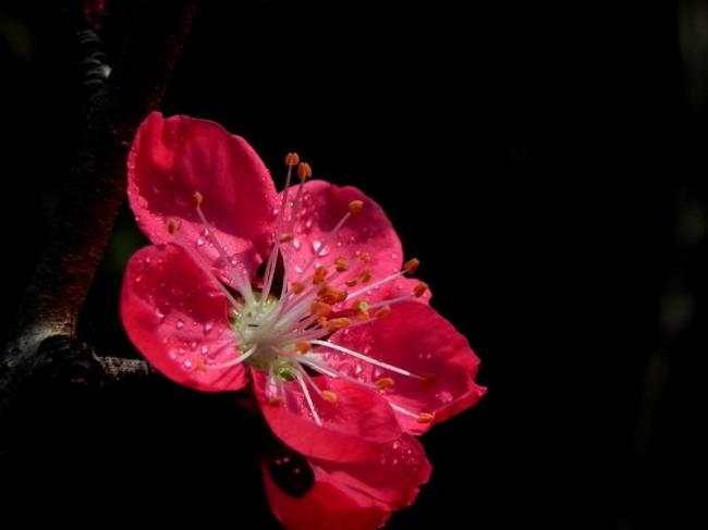 玫瑰色桃花
