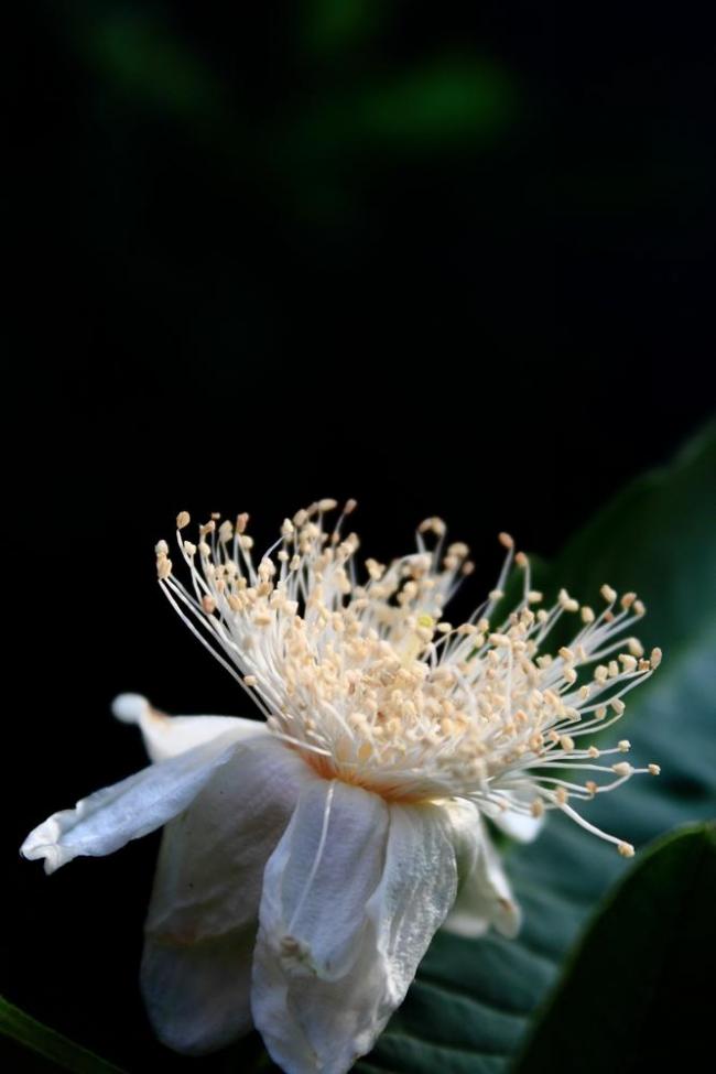 番石榴花