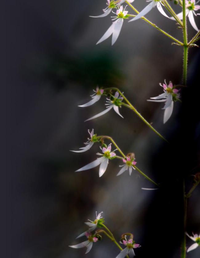 虎耳草图片