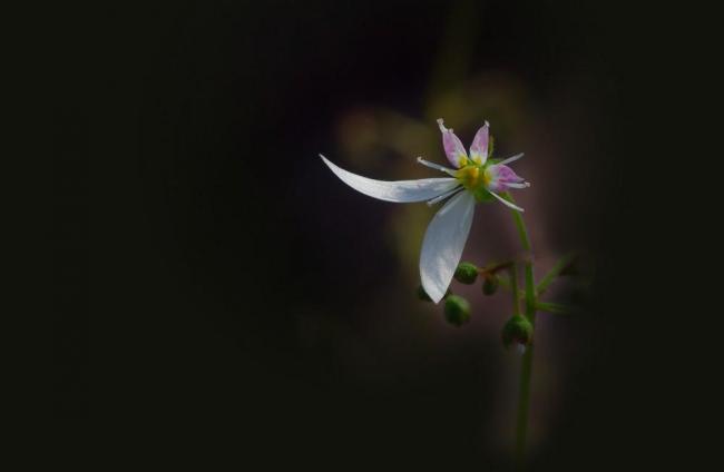 虎耳草图片