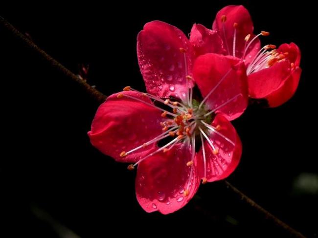 玫瑰色桃花