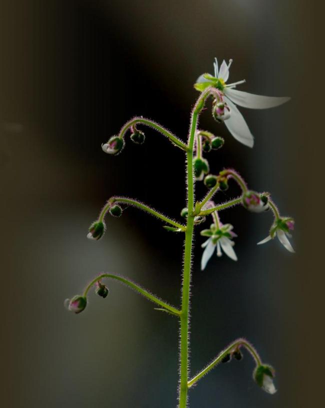 虎耳草图片