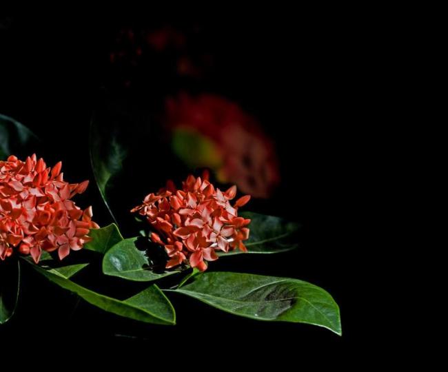 龙船花图片
