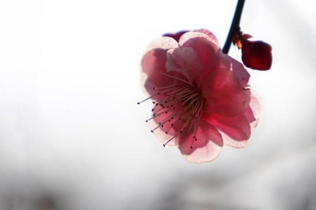红杏梅图片
