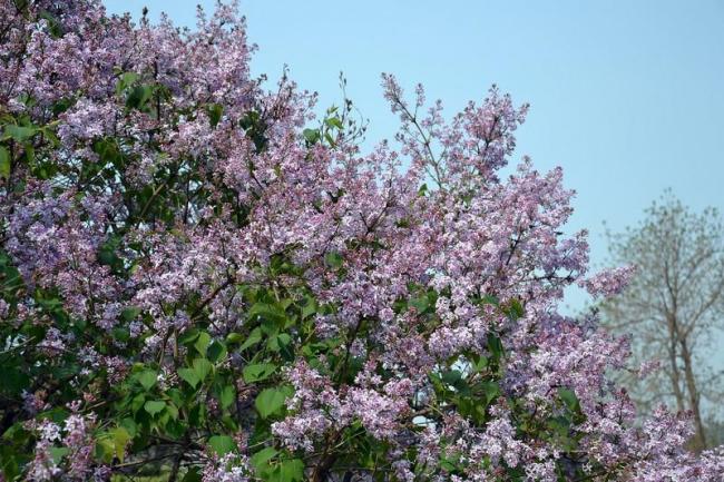 粉色的丁香花图片