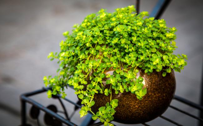 室内小清新盆栽植物图片