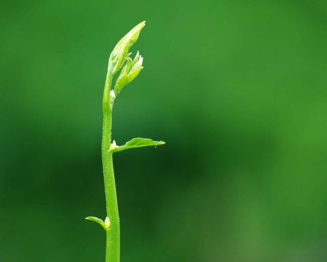 绿色的植物小苗芽