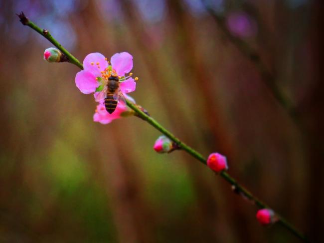 美丽的山桃花图片