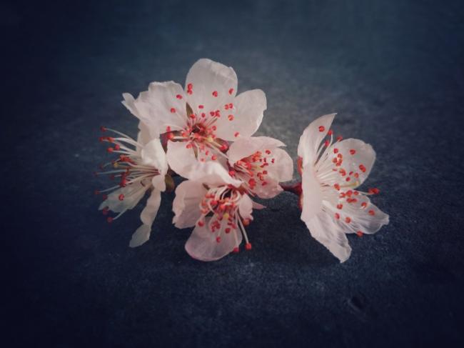 美丽的山桃花图片