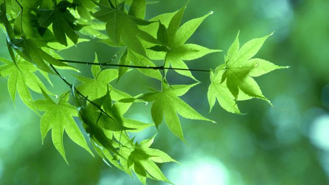 绿色的植物叶子图片