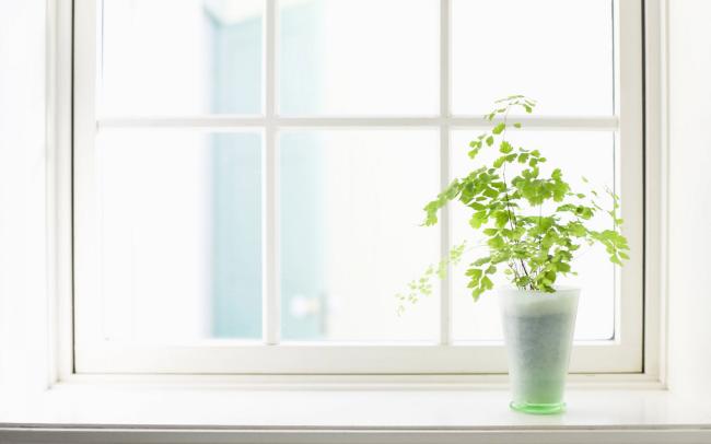 清新系植物图片