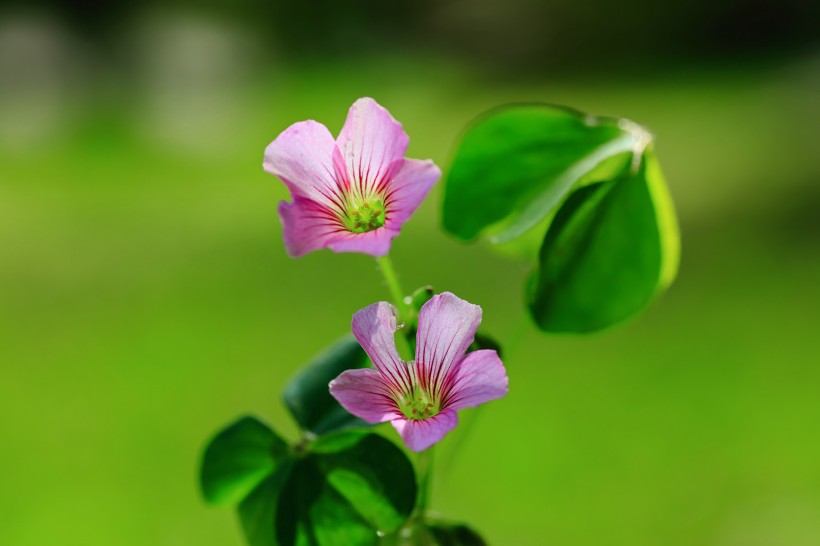 紫色酢浆草花图片