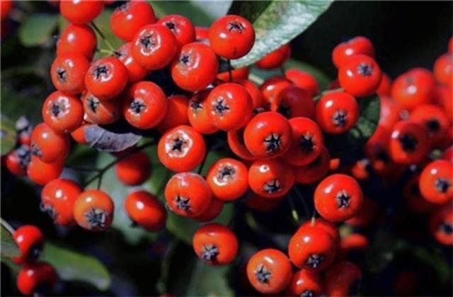 红色小果子火把果水果图片