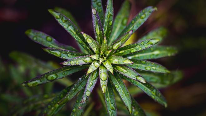 雨后的绿叶图片
