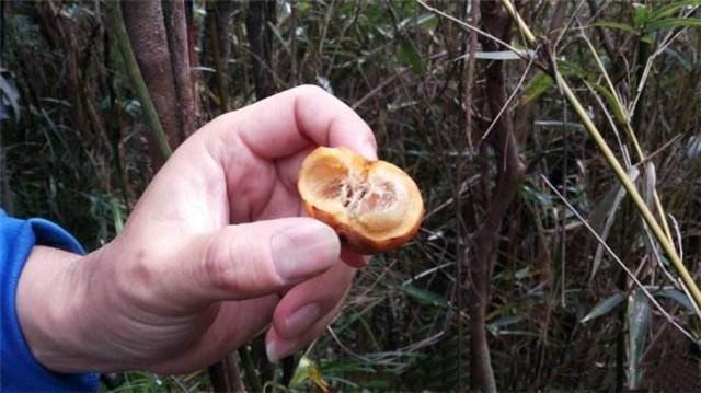 皮瓢状多汁的山竹水果图片