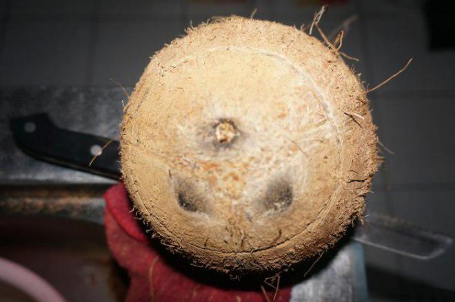 美味椰子花样图片
