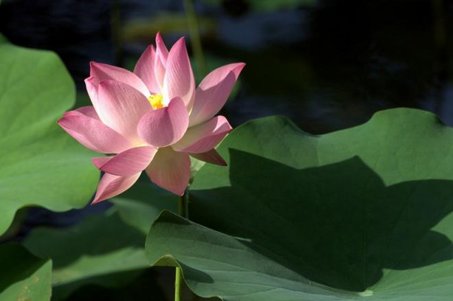 池塘中的荷花