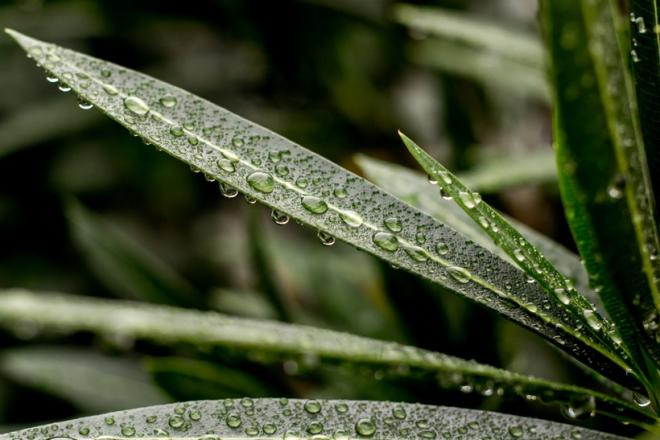 雨后的绿叶图片