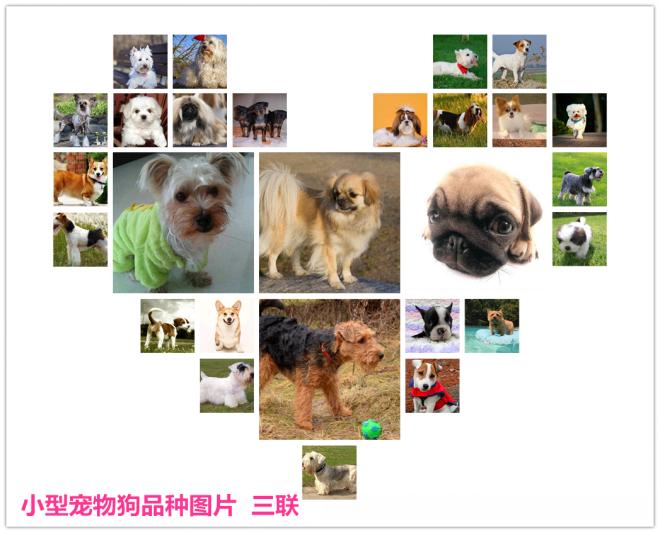 小型宠物狗品种图片