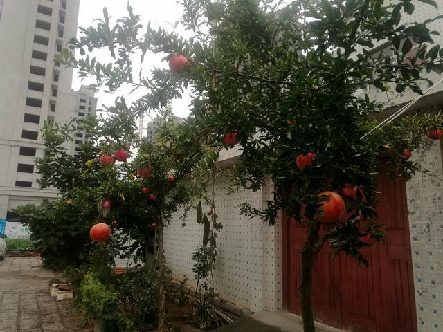 饱满红石榴水果图片
