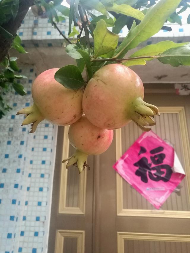 饱满红石榴水果图片
