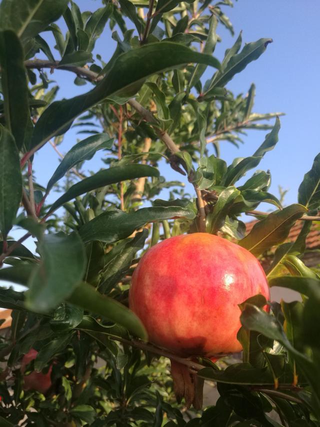 饱满红石榴水果图片