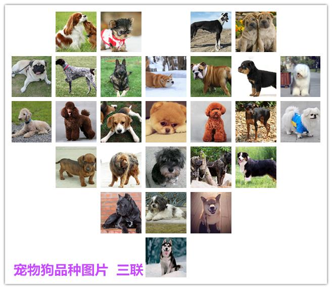 宠物狗品种图片