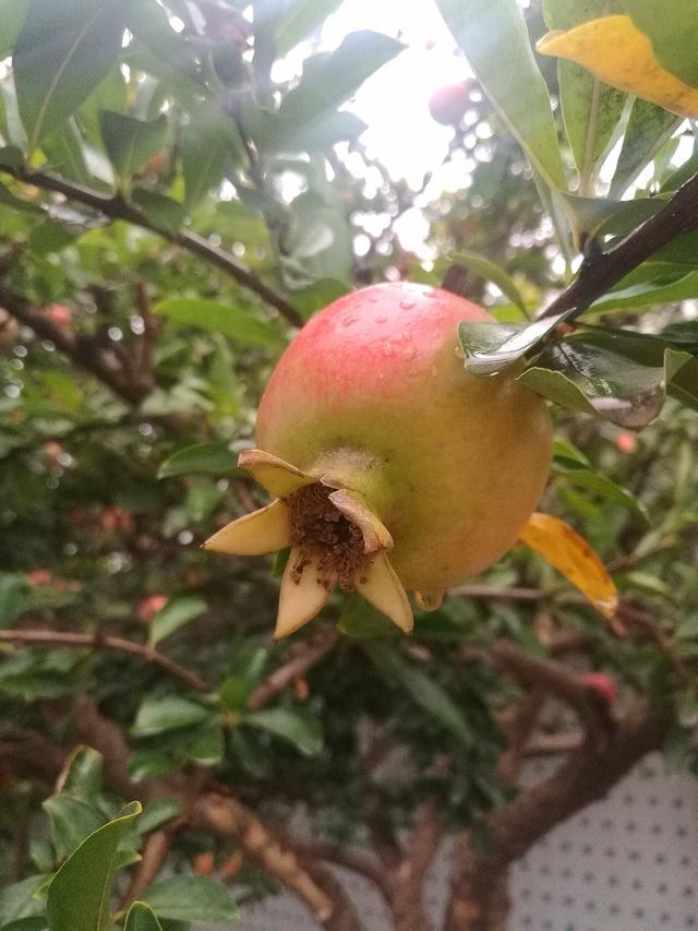 饱满红石榴水果图片