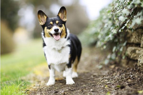柯基犬图片 