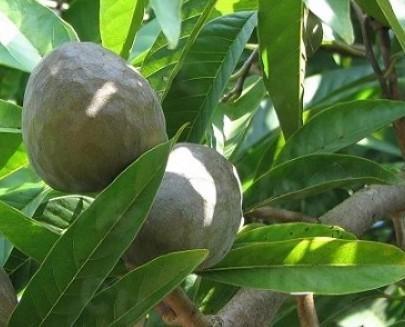 牛心番荔枝