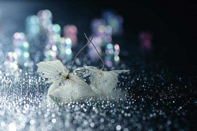 花的灵动之美图片