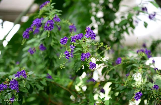 夏日宠儿金露花图片
