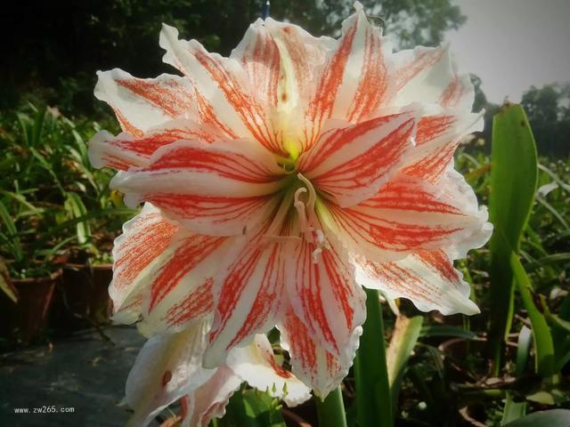 花丛间的野花背景图片